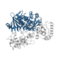 The deposited structure of PDB entry 1q9i contains 1 copy of CATH domain 3.50.50.60 (FAD/NAD(P)-binding domain) in Fumarate reductase flavoprotein subunit. Showing 1 copy in chain A.