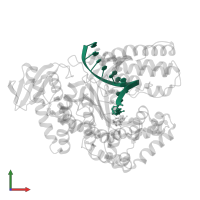 5'-D(*GP*AP*CP*CP*AP*CP*GP*GP*CP*GP*CP*(2DA))-3' in PDB entry 1qsy, assembly 1, front view.