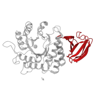 The deposited structure of PDB entry 1r47 contains 2 copies of CATH domain 2.60.40.1180 (Immunoglobulin-like) in Alpha-galactosidase A. Showing 1 copy in chain B.