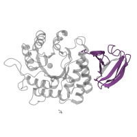 The deposited structure of PDB entry 1r47 contains 2 copies of Pfam domain PF17450 (Alpha galactosidase A C-terminal beta sandwich domain) in Alpha-galactosidase A. Showing 1 copy in chain B.