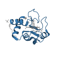 The deposited structure of PDB entry 1raq contains 1 copy of Pfam domain PF00034 (Cytochrome c) in Cytochrome c isoform 1. Showing 1 copy in chain A.