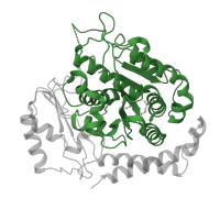 The deposited structure of PDB entry 1sa0 contains 2 copies of CATH domain 3.40.50.1440 (Rossmann fold) in Tubulin alpha-1D chain. Showing 1 copy in chain A.