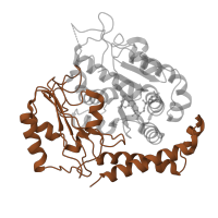 The deposited structure of PDB entry 1sa0 contains 2 copies of SCOP domain 55308 (Tubulin, C-terminal domain) in Tubulin alpha-1D chain. Showing 1 copy in chain A.