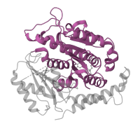 The deposited structure of PDB entry 1sa0 contains 2 copies of SCOP domain 52491 (Tubulin, GTPase domain) in Tubulin beta-2B chain. Showing 1 copy in chain B.