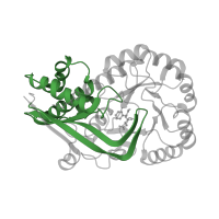 The deposited structure of PDB entry 1sjd contains 4 copies of Pfam domain PF02746 (Mandelate racemase / muconate lactonizing enzyme, N-terminal domain) in N-succinylamino acid racemase. Showing 1 copy in chain B.