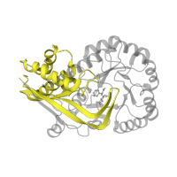 The deposited structure of PDB entry 1sjd contains 4 copies of SCOP domain 54827 (Enolase N-terminal domain-like) in N-succinylamino acid racemase. Showing 1 copy in chain B.