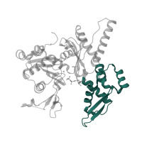 The deposited structure of PDB entry 1u2v contains 1 copy of CATH domain 3.90.640.10 (Actin; Chain A, domain 4) in Actin-related protein 3. Showing 1 copy in chain A.