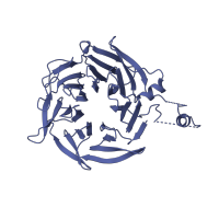 The deposited structure of PDB entry 1u2v contains 1 copy of SCOP domain 50979 (WD40-repeat) in Actin-related protein 2/3 complex subunit 1B. Showing 1 copy in chain C.