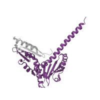 The deposited structure of PDB entry 1u2v contains 1 copy of Pfam domain PF04045 (Arp2/3 complex, 34 kD subunit p34-Arc) in Actin-related protein 2/3 complex subunit 2. Showing 1 copy in chain D.