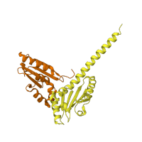 The deposited structure of PDB entry 1u2v contains 2 copies of SCOP domain 69646 (Arp2/3 complex subunits) in Actin-related protein 2/3 complex subunit 2. Showing 2 copies in chain D.