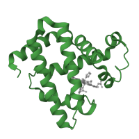 The deposited structure of PDB entry 1u7r contains 1 copy of SCOP domain 46463 (Globins) in Myoglobin. Showing 1 copy in chain A.