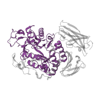 The deposited structure of PDB entry 1uh2 contains 1 copy of Pfam domain PF00128 (Alpha amylase, catalytic domain) in Neopullulanase 1. Showing 1 copy in chain A.