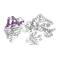 The deposited structure of PDB entry 1vbh contains 1 copy of CATH domain 3.30.1490.20 (Dna Ligase; domain 1) in Pyruvate, phosphate dikinase 1, chloroplastic. Showing 1 copy in chain A.