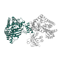 The deposited structure of PDB entry 1vbh contains 1 copy of SCOP domain 56085 (Pyruvate phosphate dikinase, N-terminal domain) in Pyruvate, phosphate dikinase 1, chloroplastic. Showing 1 copy in chain A.