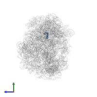 Large ribosomal subunit protein uL10 in PDB entry 1vq5, assembly 1, side view.