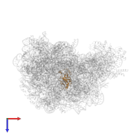 Large ribosomal subunit protein uL15 in PDB entry 1vq5, assembly 1, top view.