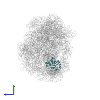 Large ribosomal subunit protein eL15 in PDB entry 1vq5, assembly 1, side view.