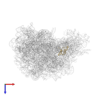 Large ribosomal subunit protein eL21 in PDB entry 1vq5, assembly 1, top view.