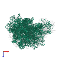 23S ribosomal RNA in PDB entry 1vq5, assembly 1, top view.