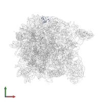 Large ribosomal subunit protein eL24 in PDB entry 1vq5, assembly 1, front view.