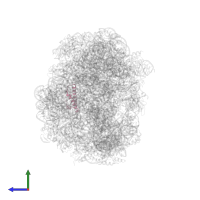 Large ribosomal subunit protein uL29 in PDB entry 1vq5, assembly 1, side view.