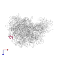 Large ribosomal subunit protein uL29 in PDB entry 1vq5, assembly 1, top view.