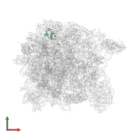 Large ribosomal subunit protein eL31 in PDB entry 1vq5, assembly 1, front view.