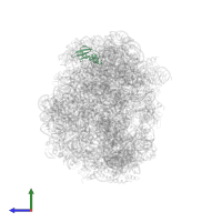 Large ribosomal subunit protein eL31 in PDB entry 1vq5, assembly 1, side view.