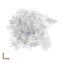 Large ribosomal subunit protein eL32 in PDB entry 1vq5, assembly 1, front view.