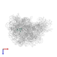 Large ribosomal subunit protein eL37 in PDB entry 1vq5, assembly 1, top view.