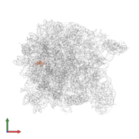 Large ribosomal subunit protein eL39 in PDB entry 1vq5, assembly 1, front view.