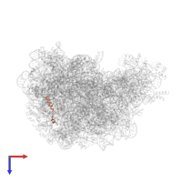 Large ribosomal subunit protein eL39 in PDB entry 1vq5, assembly 1, top view.