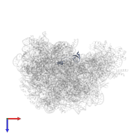 Large ribosomal subunit protein eL42 in PDB entry 1vq5, assembly 1, top view.