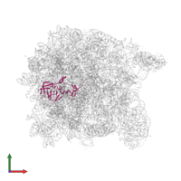 Large ribosomal subunit protein uL2 in PDB entry 1vq5, assembly 1, front view.