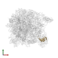 Large ribosomal subunit protein uL5 in PDB entry 1vq5, assembly 1, front view.