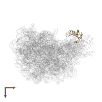 Large ribosomal subunit protein uL5 in PDB entry 1vq5, assembly 1, top view.