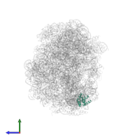 Large ribosomal subunit protein eL8 in PDB entry 1vq5, assembly 1, side view.
