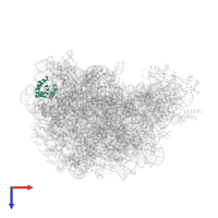 Large ribosomal subunit protein eL8 in PDB entry 1vq5, assembly 1, top view.