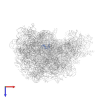 Large ribosomal subunit protein eL24 in PDB entry 1vqp, assembly 1, top view.