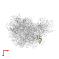 Large ribosomal subunit protein uL30 in PDB entry 1vqp, assembly 1, top view.