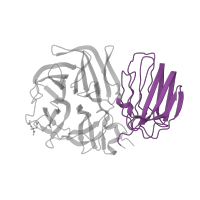The deposited structure of PDB entry 1w2t contains 6 copies of Pfam domain PF08244 (Glycosyl hydrolases family 32 C terminal) in Beta-fructosidase. Showing 1 copy in chain A.