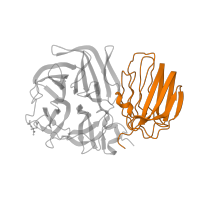 The deposited structure of PDB entry 1w2t contains 6 copies of SCOP domain 101652 (Glycosyl hydrolases family 32 C-terminal domain) in Beta-fructosidase. Showing 1 copy in chain A.