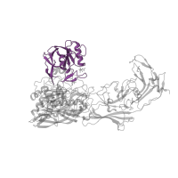 The deposited structure of PDB entry 1xf1 contains 2 copies of CATH domain 3.50.30.30 (Glucose Oxidase; domain 1) in C5a peptidase. Showing 1 copy in chain A.