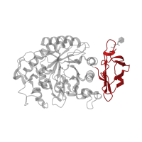 The deposited structure of PDB entry 1xh0 contains 1 copy of CATH domain 2.60.40.1180 (Immunoglobulin-like) in Pancreatic alpha-amylase. Showing 1 copy in chain A.