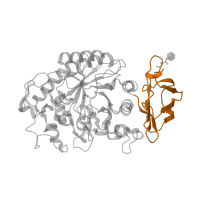 The deposited structure of PDB entry 1xh0 contains 1 copy of SCOP domain 51012 (alpha-Amylases, C-terminal beta-sheet domain) in Pancreatic alpha-amylase. Showing 1 copy in chain A.