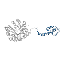 The deposited structure of PDB entry 1xuz contains 1 copy of CATH domain 3.90.1210.10 (Type Iii Antifreeze Protein Isoform Hplc 12) in AFP-like domain-containing protein. Showing 1 copy in chain A.