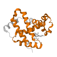 The deposited structure of PDB entry 1y09 contains 2 copies of Pfam domain PF00042 (Globin) in Hemoglobin subunit beta. Showing 1 copy in chain B.