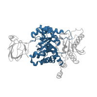 The deposited structure of PDB entry 1zjh contains 1 copy of CATH domain 3.20.20.60 (TIM Barrel) in Pyruvate kinase PKM. Showing 1 copy in chain A.