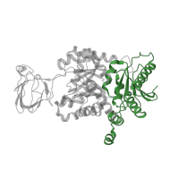 The deposited structure of PDB entry 1zjh contains 1 copy of CATH domain 3.40.1380.20 (Pyruvate Kinase; Chain: A, domain 1) in Pyruvate kinase PKM. Showing 1 copy in chain A.