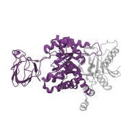 The deposited structure of PDB entry 1zjh contains 1 copy of Pfam domain PF00224 (Pyruvate kinase, barrel domain) in Pyruvate kinase PKM. Showing 1 copy in chain A.